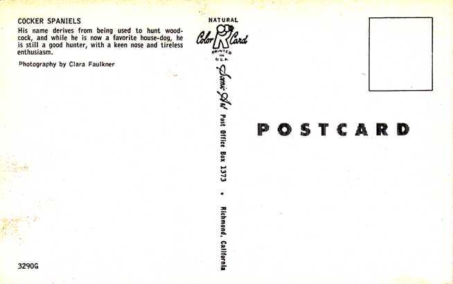 Four Cocker Spaniel Puppies - Dogs