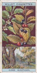 Wills Vintage Cigarette Card Flowering Trees &  Shrubs 1924 No 13 Alder Bu...