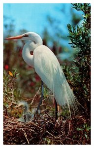 Postcard Bird - Common Egret