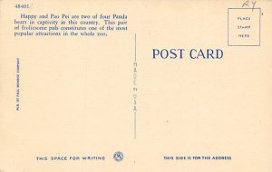 Panda, Forest Park St Louis, Missouri, USA Bear Postcard