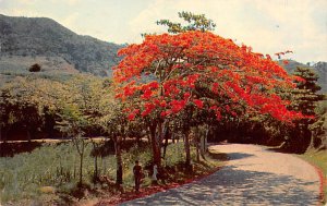 Flame Tree Puerto Rico 1955 