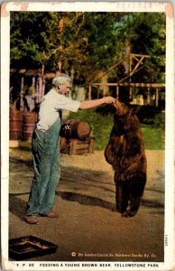 Feeding A Brown Bear Yellowstone National Park 1930 Curteich