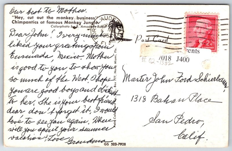 Animals~Chimpanzees On Chairs Monkey Jungle Florida~Vintage Postcard