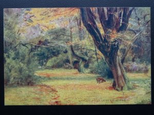 Hampshire New Forest MAPLES NEAR QUEENS BOWER W.Tyndale c1904 PC
