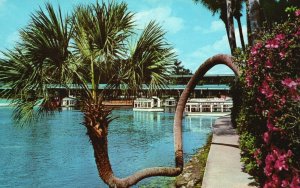 Vintage Postcard The Horse Shoe Palm at Florida's Silver Springs Underwater