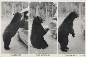 Bear Hassling Car Tourist Handouts Yes Please Canadian Safari RPC Postcard