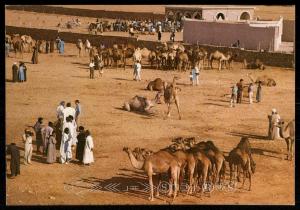 Goulimine - Gate of the Sahara - Market of the Camels