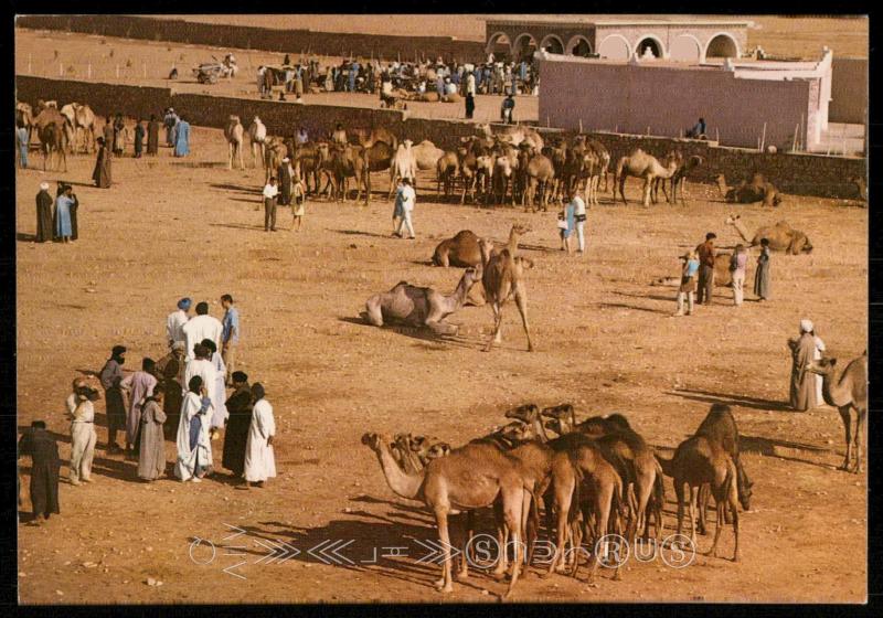 Goulimine - Gate of the Sahara - Market of the Camels