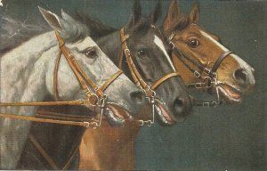 Three horses Old vintage  German art   postcard