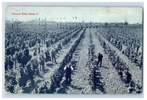 C. 1910 Vineyard & Workers Kellys Island Ohio Postcard F146E