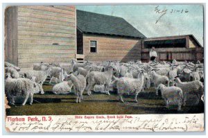 1905 White Angora Goals Brook Lake Farm Florham Park New Jersey Vintage Postcard