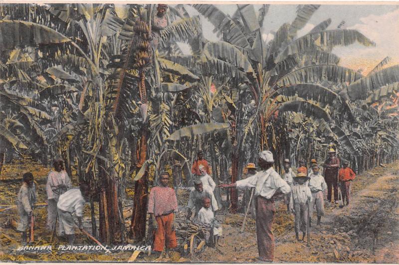 Banana Plantation, Jamaica, Early  Postcard, Unused