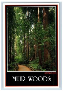 Vintage Ancient Redwood At Muir Woods. Postcard 7GE