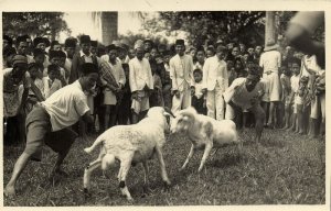 indonesia, BALI, Native gathering with Fighting Rams (1920s) RPPC Postcard