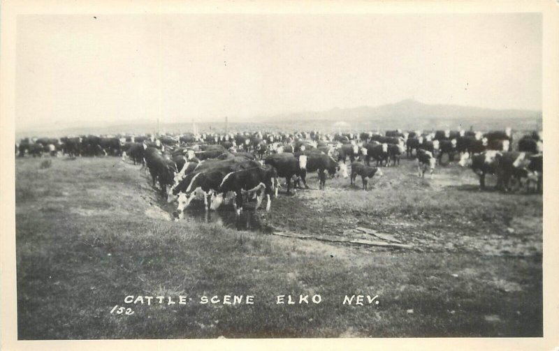 Postcard RPPC Nevada Elko Cattle Scene #152 1950s 23-4000