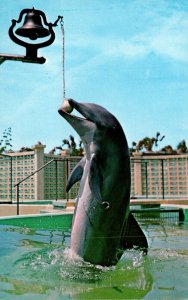 Dolphin Trained Porpoise Ringing School Bell Marineland St Augustine Florida