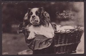 A Lazy Dog,In Basket Postcard