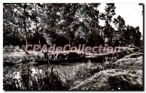 Modern Postcard Niort (Deux Sevres) The Marais Poitevin Transport of livestoc...