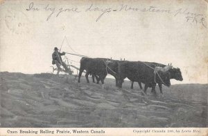 Western Canada Oxen Breaking Rolling Prairie Farming Scene Postcard JF360345