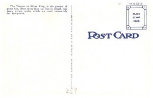 Florida   Catching a  Tarpon