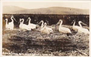 Birds Pelicans On Bird Island Klamath Falls Oregon Real Photo