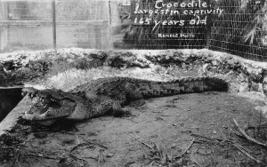 J85/ Interesting RPPC Postcard c1930 Crocodile Captivity 165 Years Old 495