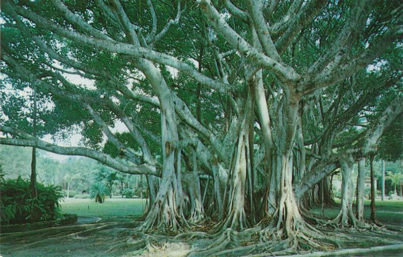 Under a Florida Banyan Tree