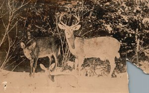 Vintage Postcard 1910's RPPC Deer and Fawn in Snow & Forest Photo