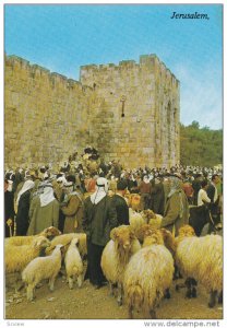 Sheep & arabs at walls , JERUSALEM , 50-70s