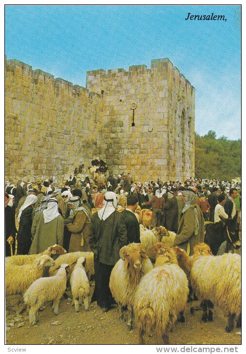 Sheep & arabs at walls , JERUSALEM , 50-70s