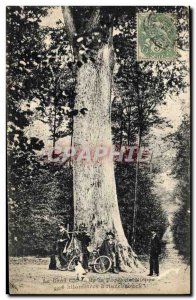 Old Postcard The big tree Oak Forest of Nieppe