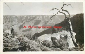 Grand Canyon National Park, RPPC, Panorama Scenic View, Joshua Tree