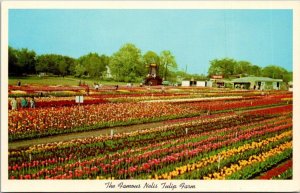 Michigan Holland The Famous Nelis Tulip Farm