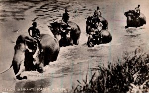 Sri Lanka Ceylon Elephants Fording A River