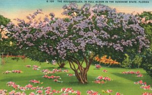 Florida, The Bouganvillea in Full Bloom in the Sunshine State, Vintage Postcard