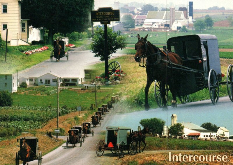 Amish Horse Carriages