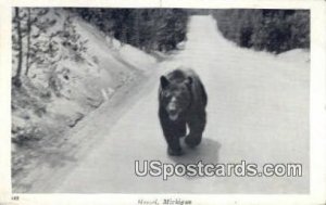 Bear - Hessel, Michigan MI  