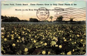 1916 Lotus Toledo Beach Flowers Growing In Three Places California CA Postcard