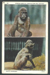 Ca 1923 PPC Chicago IL Lincoln Park Zoo African Gorilla & Smutty See Info