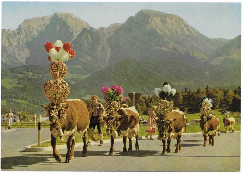 Germany Mint card.  Bavarian Alps Til the cows come home.  Beautiful.