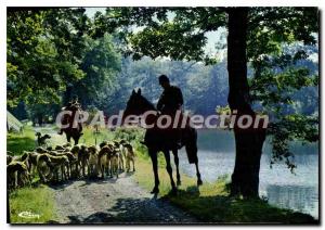 Postcard A Modern Hunting Hounds Hunting Hetzjagd