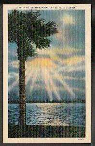 Moonlight Scene in Florida Post Card PPC219