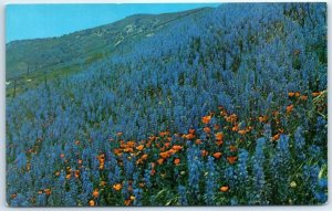 Postcard - California Poppies and Lupine - California