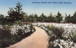 Bermuda Driveway & Easter Lilies Stunning Old Postcard