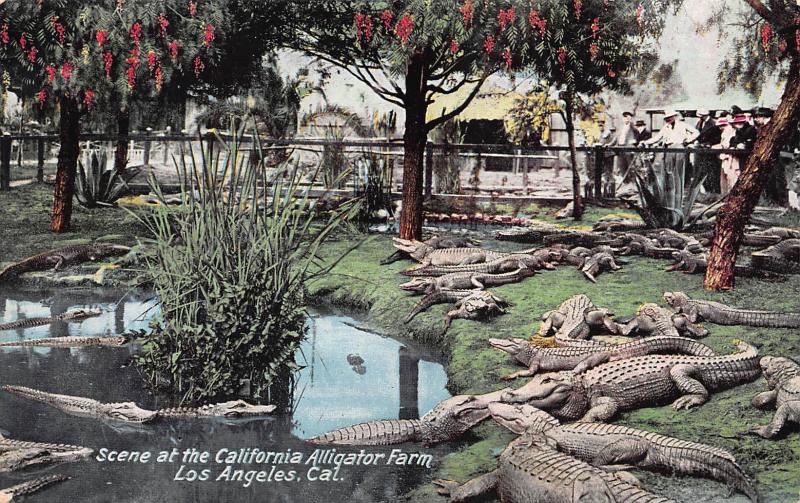 Scene At the California Alligator Farm, Los Angeles, CA, Early Postcard, Unused