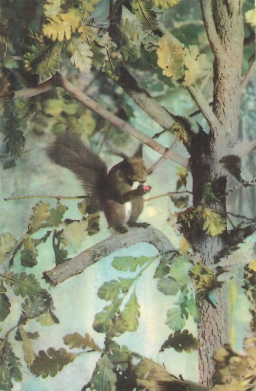Animal types Maximafilie Postcard squirrel