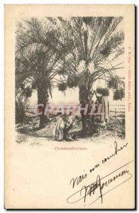 Postcard Old Palm Palm Dattiers