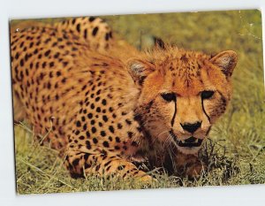 Postcard Cheetah African Wild Life