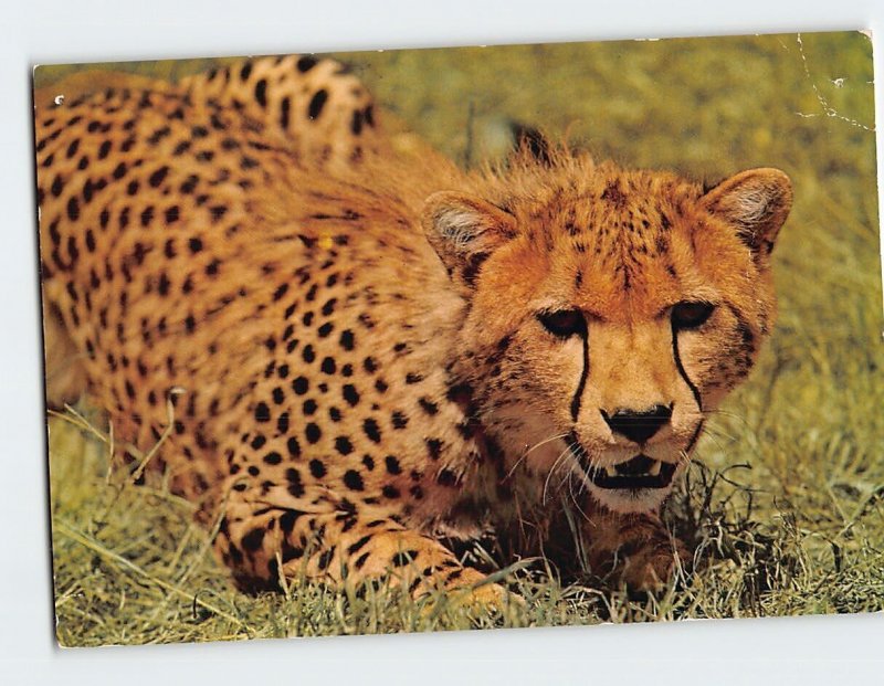 Postcard Cheetah African Wild Life