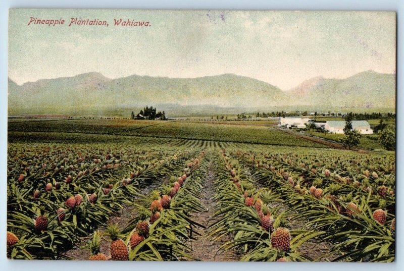 Wahiawa Hawaii HI Postcard Pineapple Plantation Wahiawa c1910 Vintage Antique